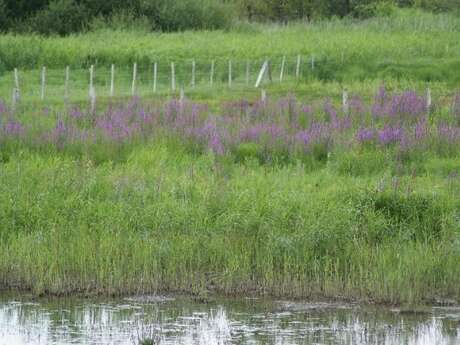 La flore des prairies humides