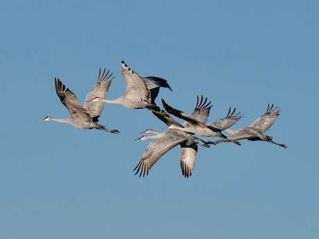 Le grand voyage des migrateurs