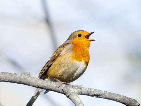Événement Nature & Vous - A l'écoute des oiseaux