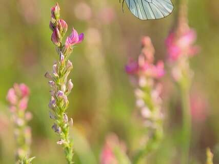 À la découverte des papillons