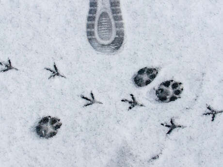 Événement Nature & Vous - Sur la piste des animaux