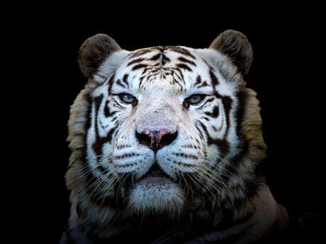 Zoo d'Asson