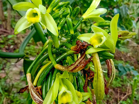 Kaz à Vanilles - Vanilleraie