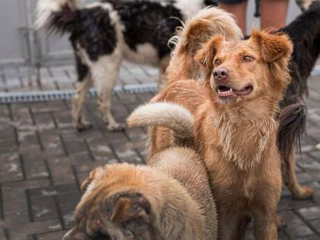 Concours de chiens de troupeaux