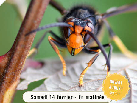Lutte contre les espèces invasives : frelon à pattes  jaunes 1 Mois 1 Action