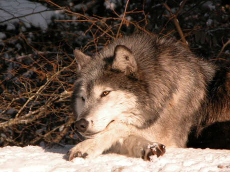 PARC DES LOUPS DU GEVAUDAN