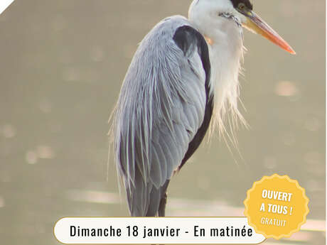 Comptage des oiseaux d’eau « Wetlands »