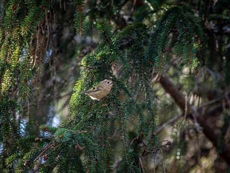 Les oiseaux forestiers