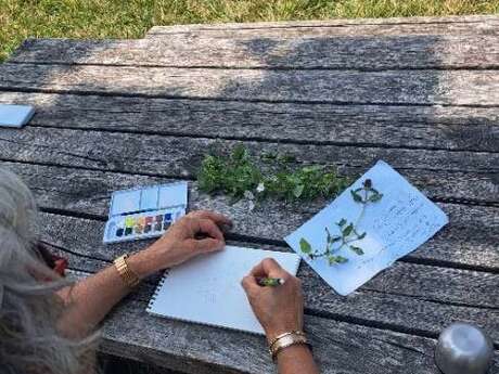 Dessin naturaliste : Les paysages et les arbres de la Palu