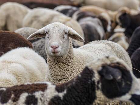 Transhumance à Saint Martin d'Oney