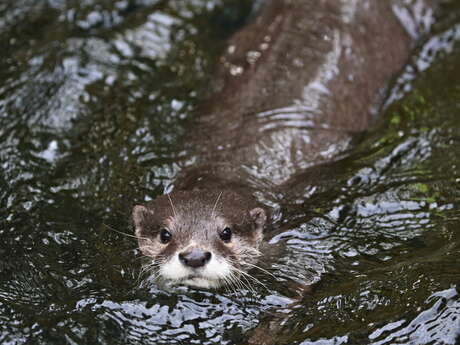 À la découverte de la loutre d'Europe