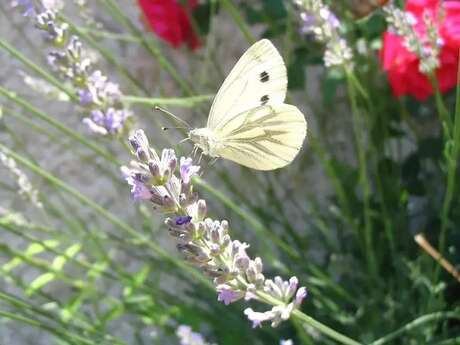 Conservatoire d'Espaces Naturels des Hauts de France - Pollinisateurs de terril