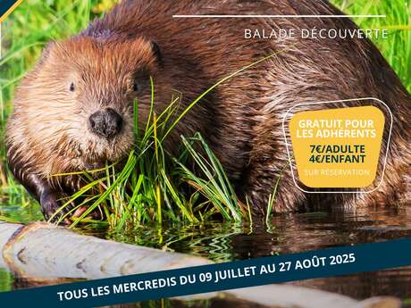 Sur les traces du castor