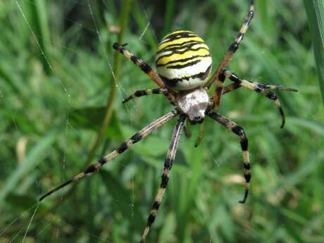 Découverte des araignées