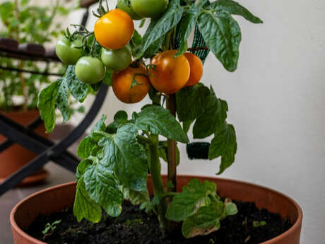 Événement Nature & Vous - Mon balcon se mange !