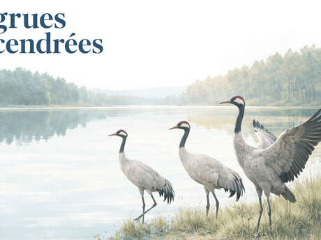 Conférence sur les grues cendrées