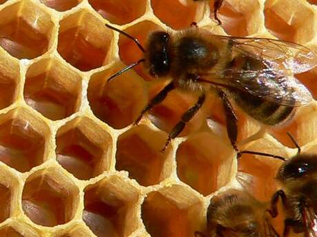 Le Rucher de l'Abeille Noire