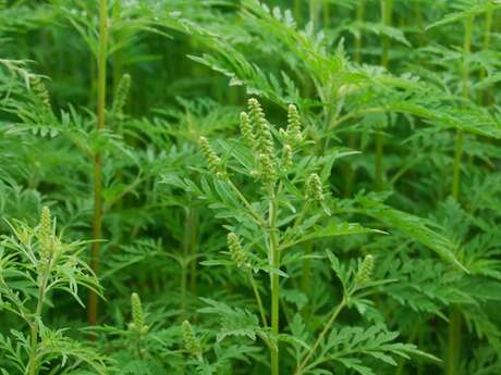 Lutte contre les espèces invasives