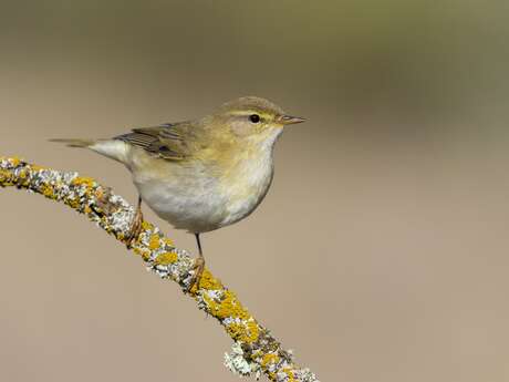 À la découverte des chants d'oiseaux