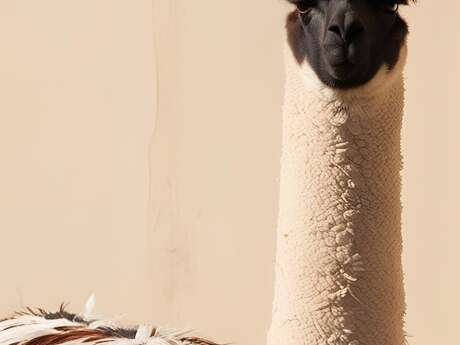 Contes à plumes et à poils en musique