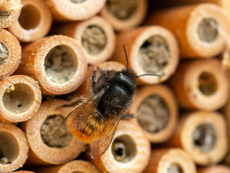 Événement Nature & Vous - Bienvenue aux petits habitants du jardin !