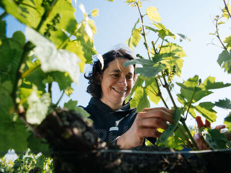 L'Immersion Vigneronne, entre Terroirs et Cépages