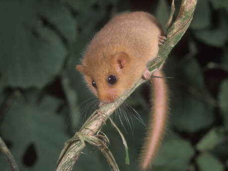 Journée des petits mammifères - pelote