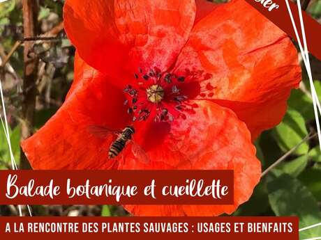Balade botanique "à la découverte de nos plantes sauvages"