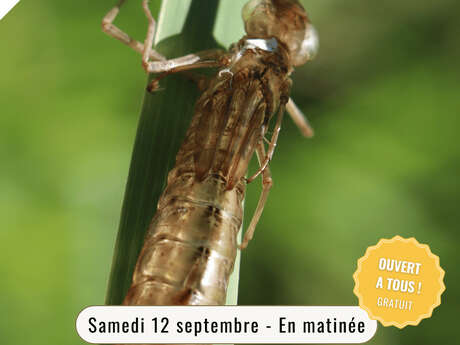 Découverte des odonates 2 - détermination