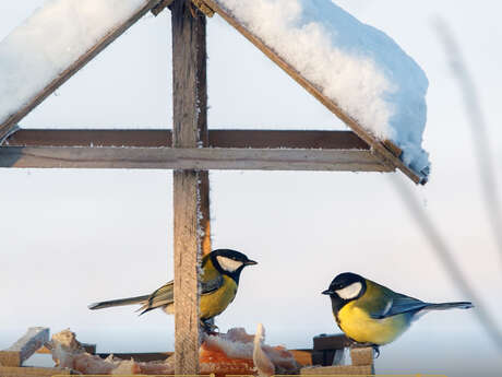 Les mercredis de la Loire : les oiseaux