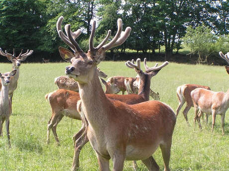 La Ferme aux Cerfs