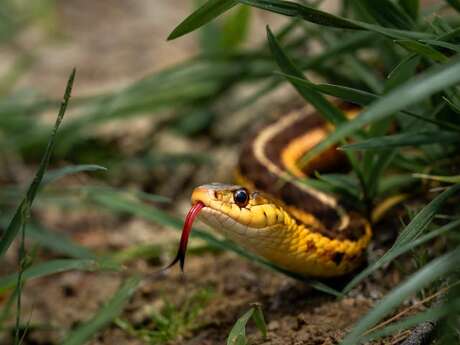 Sur les traces des serpents de Charente-Maritime