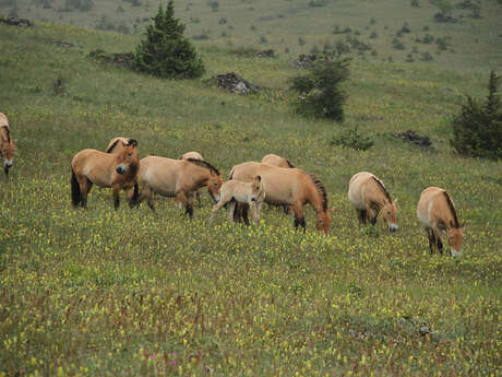 ASSOCIATION TAKH - CHEVAUX DE PRZEWALSKI