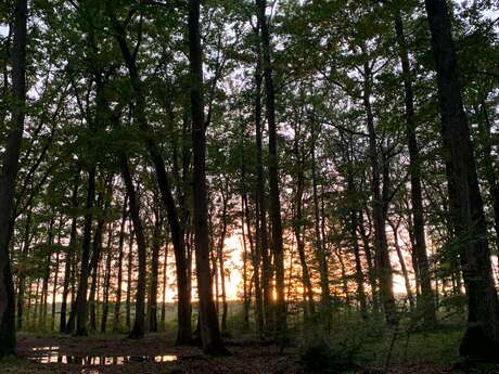 La nuit des Forêts