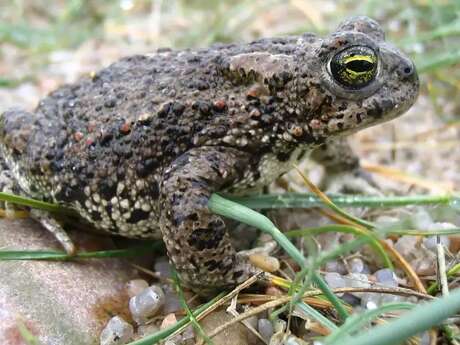 Conservatoire d'Espaces Naturels des Hauts de France - Apéro crapaud