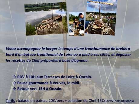 Transhumance de brebis