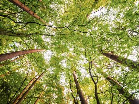 À la découverte de nos arbres