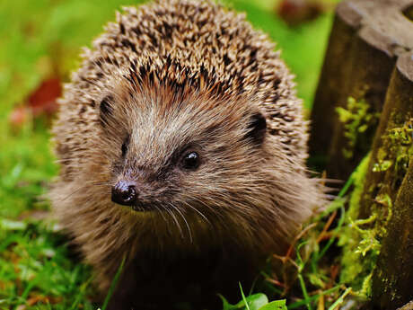 Événement Nature & Vous - A la rencontre du hérisson