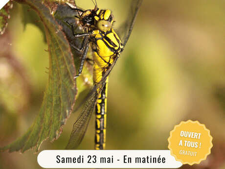 Découverte des odonates 1 - récolte