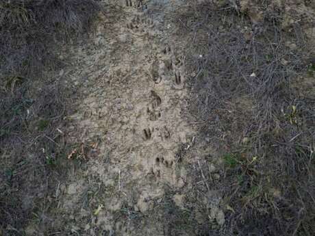 Traces et indices de mammifères