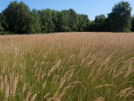 Conservatoire d'Espaces Naturels des Hauts de France - Il fait bon vivre à la Chaumière