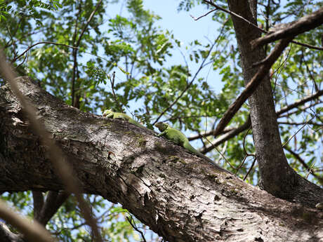 Captain Roro - Bateau Moteur