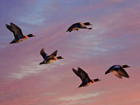 Évènement Nature & Vous - Journée mondiale des oiseaux migrateurs