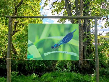 Biodiversité, de l'invisible au visible