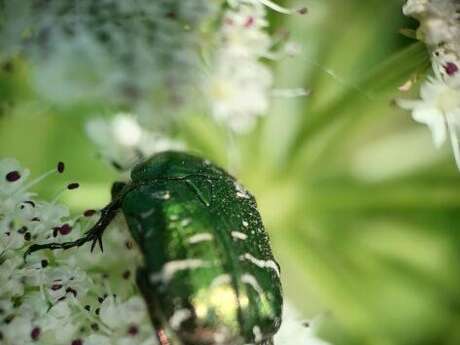 Des petites bêtes et de la biodiversité chez moi ?