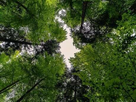 L'arbre : un monde vivant