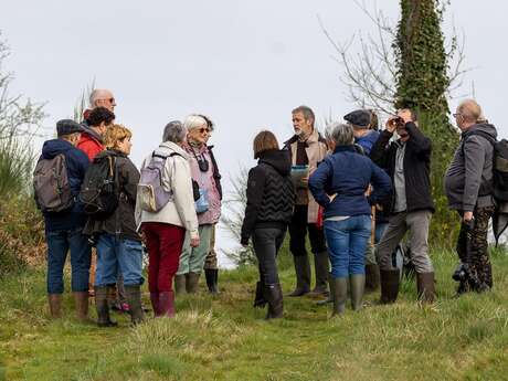Observation des oiseaux des marais