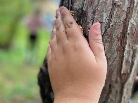 La place des arbres dans nos imaginaires