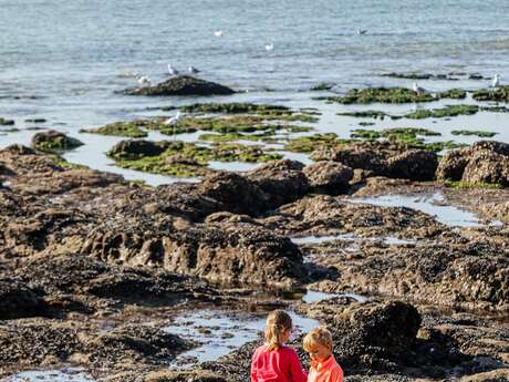 Dans les pas du cueilleur d'algues, sortie à la plage avec Écho nature