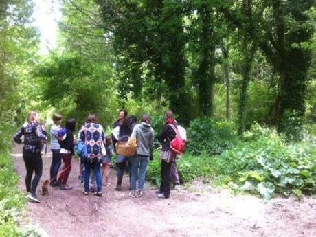 Découverte des plantes médicinales du printemps